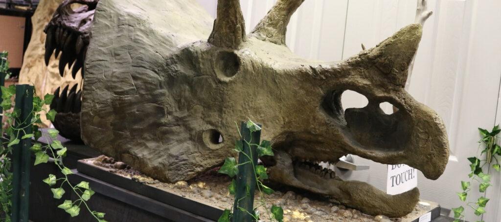 Dinosaur skull at Earth Experience