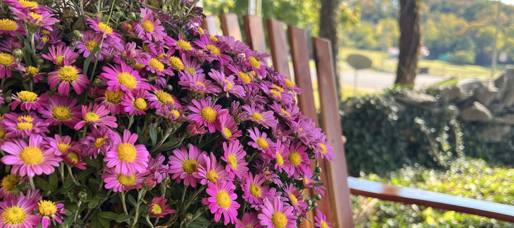 pink mums - view from eagleville mercantile