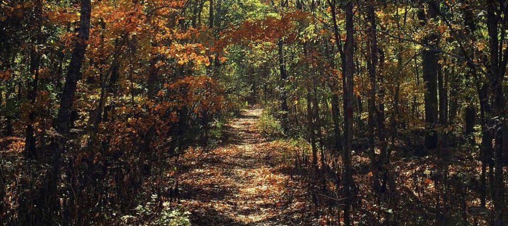 Fall Trail through the woods