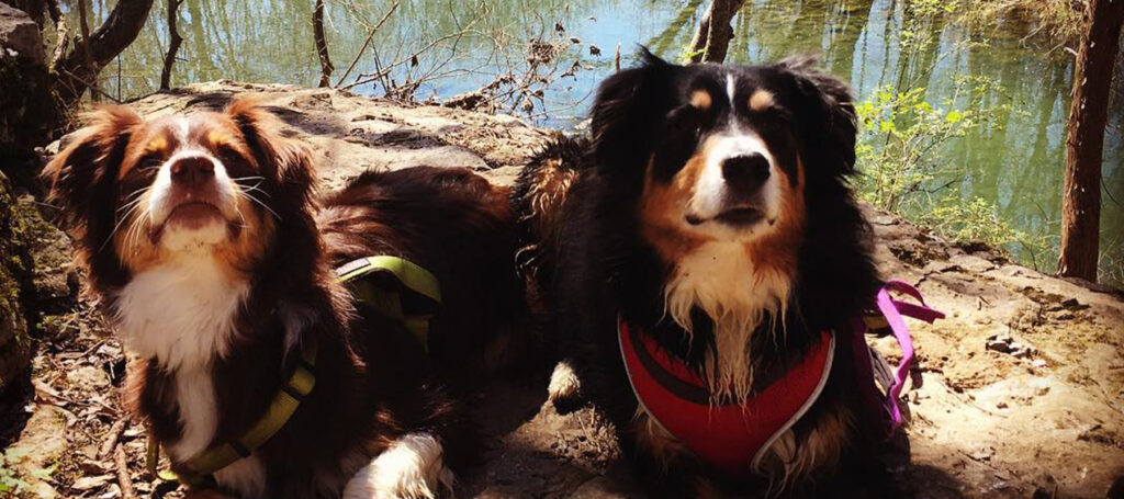 two cute dogs on a trail by a river